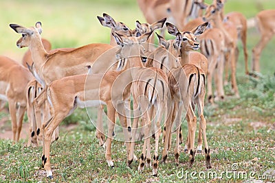 Impala doe caress her new born lamb in dangerous environment