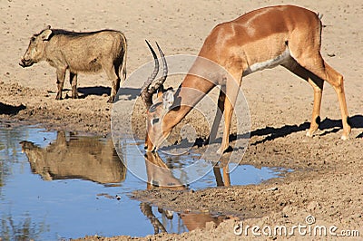 Impala and Warthog - African Wildlife - Sharing water is easy