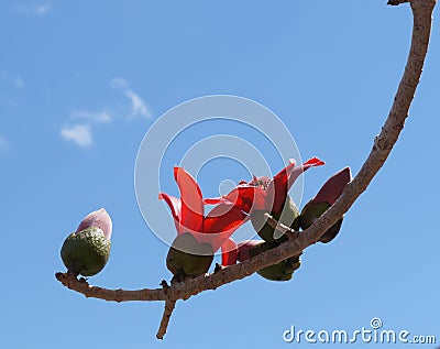 Indian bombax (Cotton tree) blossom