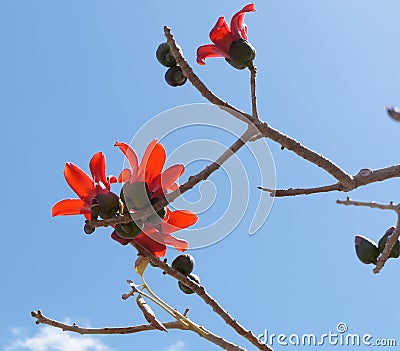 Indian bombax (Cotton tree) blossom