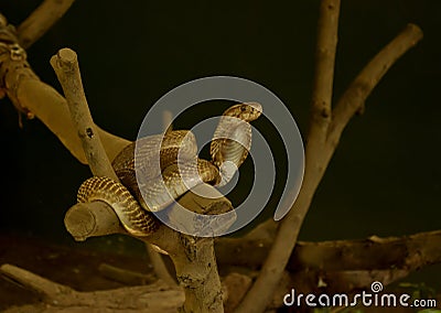 Indian cobra