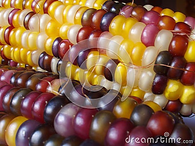 Indian Corn