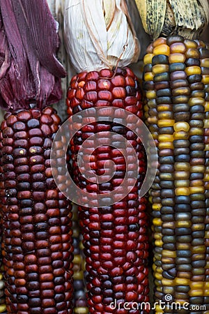 Indian Corn