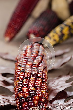 Indian corn colorful for decoration