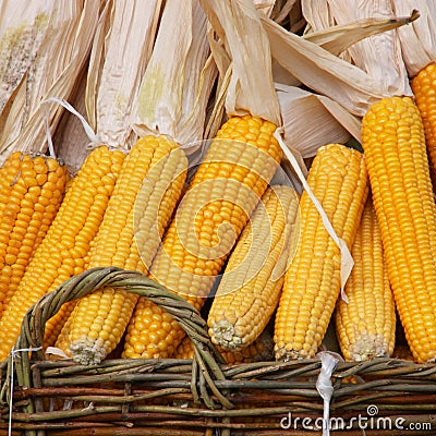 Indian corn : corncobs in a basket - Stock Photos
