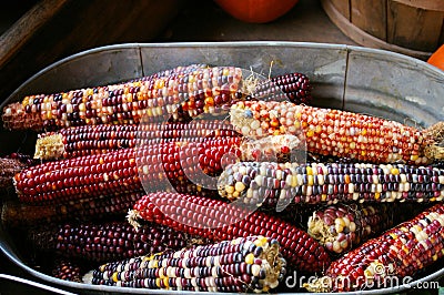 Indian Corn at Harvest Time