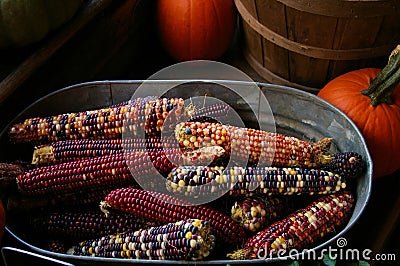 Indian Corn at Harvest Time