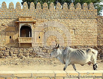 Indian cow on background of ancient building