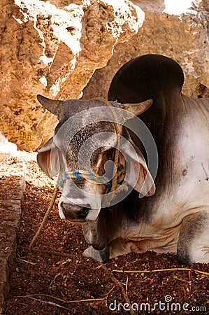 Indian cow