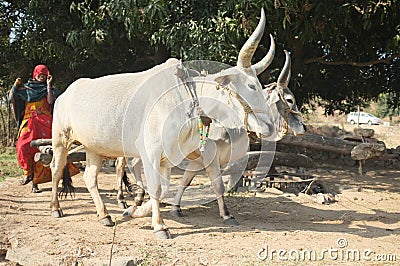 Indian Cows drawing water from a well