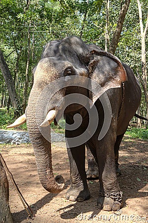 Indian Elephant also called Asian Elephant