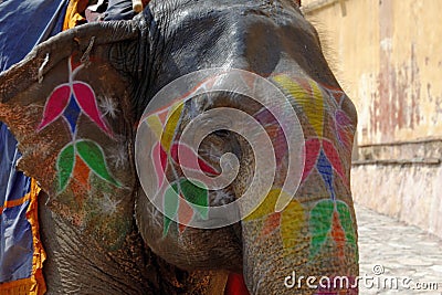 Indian elephant