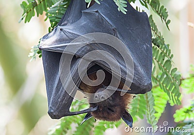 Indian Fruit Bat sleeping