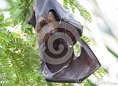 Indian Fruit Bat sleeping