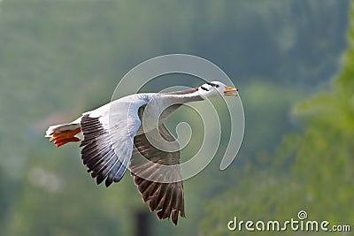 Indian goose