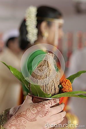 Indian Hindu Bride s sister with coconut in her hands at the ritual of exchanging garland in maharashtra wedding.