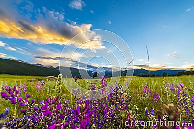 Indian Paintbrush flowers Colorado Landscape