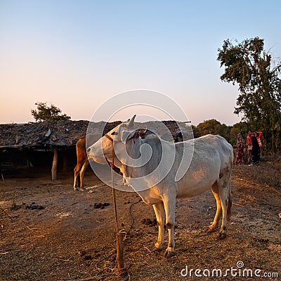 Indian white cow in village