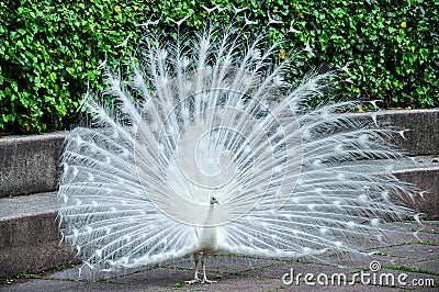 Indian white peacock