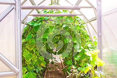 Indoor greenhouse
