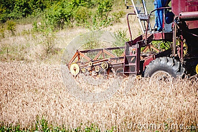 Industrial harvesting combine harvesting crops of wheat