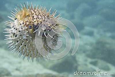 A inflated porcupine fish