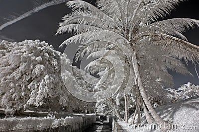 Infrared photo– coconut tree, skies and cloud