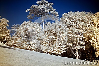 Infrared photo – tree and park