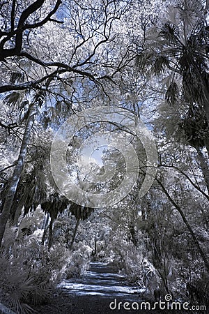 Infrared photo of tropical forest