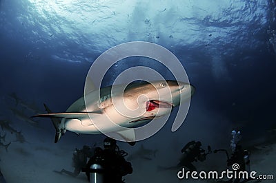 Injured Caribbean Reef Shark