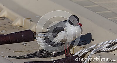 Injured Laughing Gull