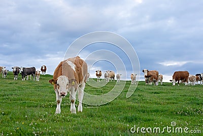 Inquisitive cows in a field
