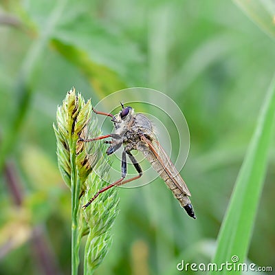 Insect Hunter, Machimus Rusticus Stock Photography - Image ...
