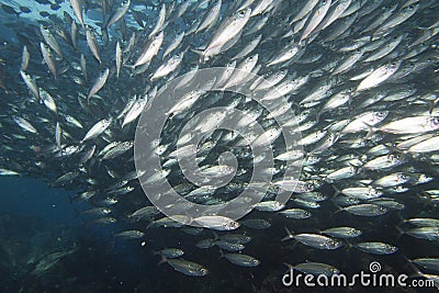 Inside a school of fish underwater