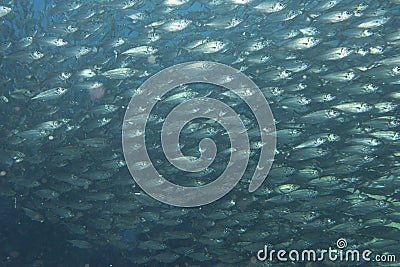 Inside a school of fish underwater