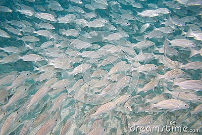 Inside a school of fish underwater