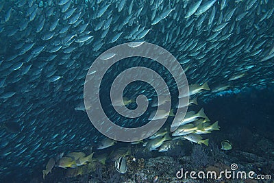 Inside a school of fish underwater