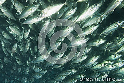 Inside a school of fish underwater