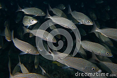 Inside a school of fish underwater