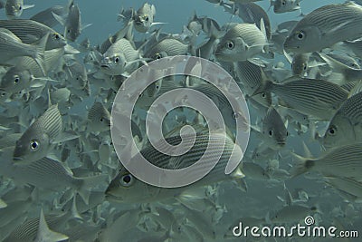 Inside a school of fish underwater