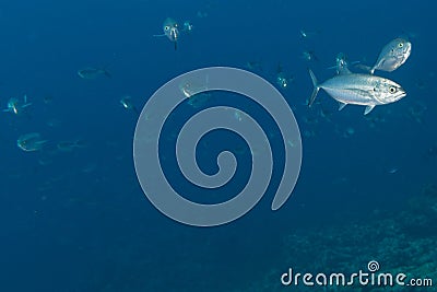 Inside a school of fish underwater