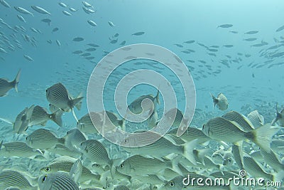 Inside a school of fish underwater