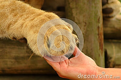 Interaction - hand and lion paw