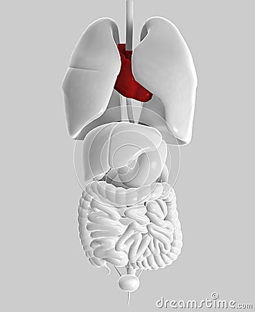 Intestine lungs heart human body woman