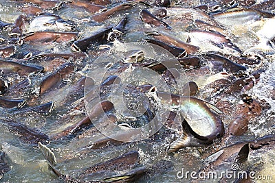 Iridescent shark Fish or Sawai fish in river