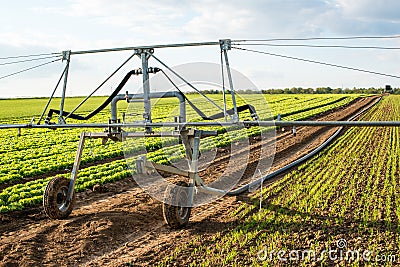 Irrigation on lettuce fields