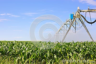 Irrigation system watering green corn field