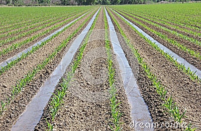 Irrigation of young corn in Agriculture Farming field