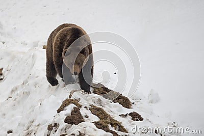 Isolated black bear brown grizzly walking on the snow