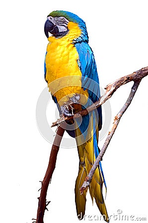 Isolated Blue and Yellow Macaw